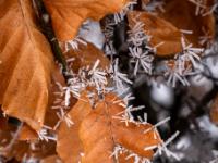 Trockenes Blatt mit einigen Raureifnadeln